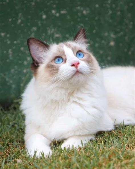 Seal Point Ragdoll Cat: Patterns, Genetics, Health & FAQs