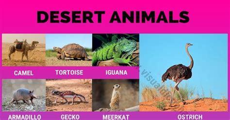 Desert Animals: 38 Wonderful Animals that Live in Desert Habitats ...