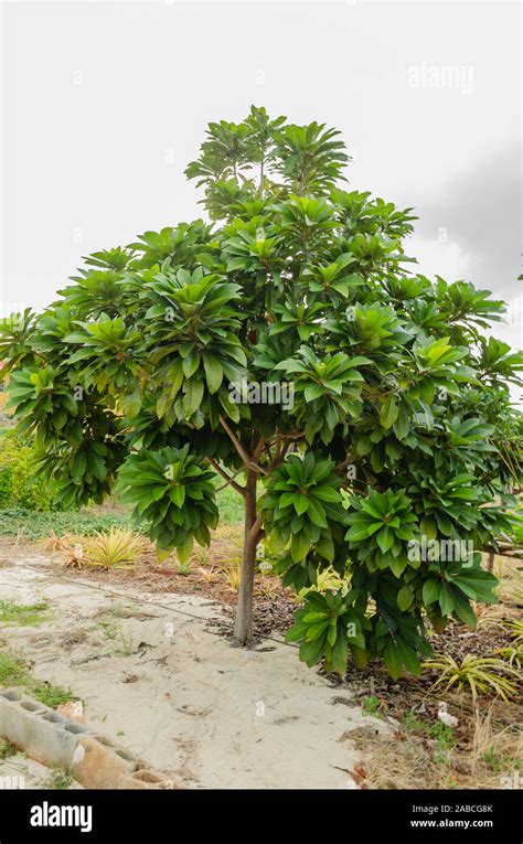 Sapote tree hi-res stock photography and images - Alamy