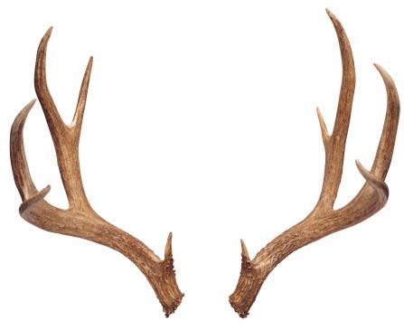 Horns, Deer and Google - ClipArt Best - ClipArt Best