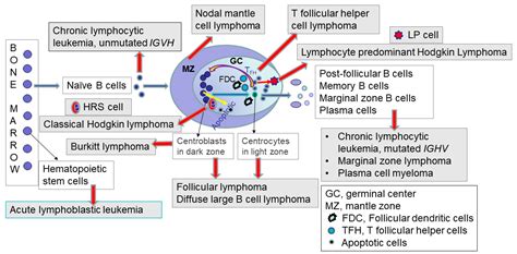 Lymphatics | Free Full-Text | Diagnosis and Molecular Pathology of ...