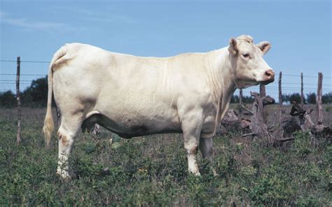 Baby Charolais Cattle