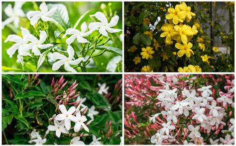 Jasmine Flower Plantation In India | Best Flower Site