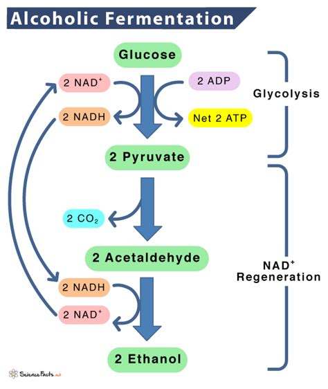 Alcoholic (Ethanol) Fermentation - Definition, Equation, & Process