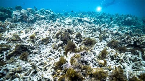 Great Barrier Reef Is Bleaching Again. It’s Getting More Widespread ...