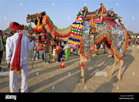 Decorated camel. Bikaner Camel festival. Rajasthan. India Stock Photo ...