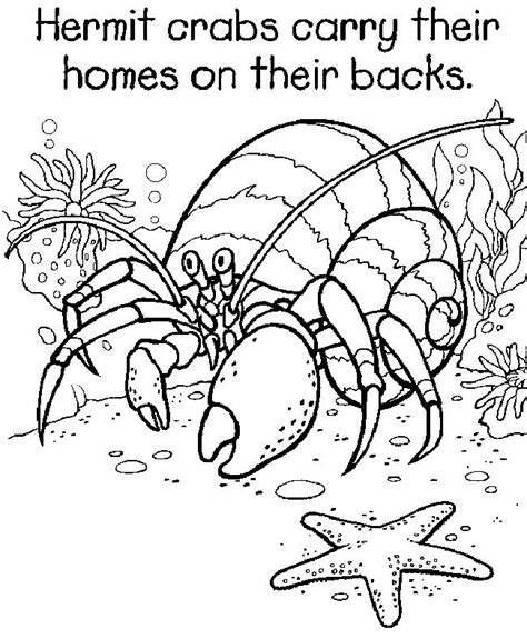 Printable Hermit Crab Coloring Page - ColbyilFox