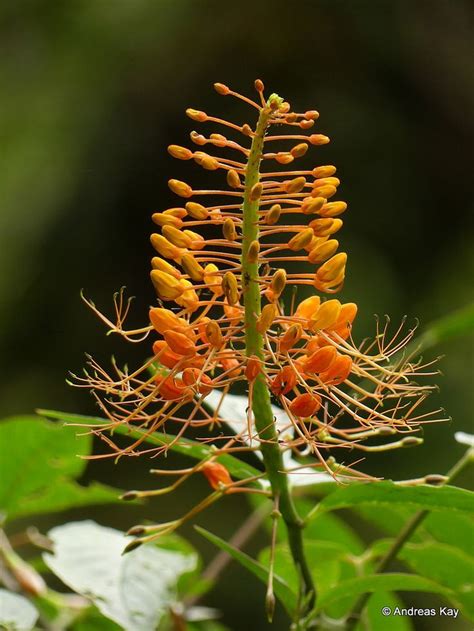 Pin on Flowers of Ecuador