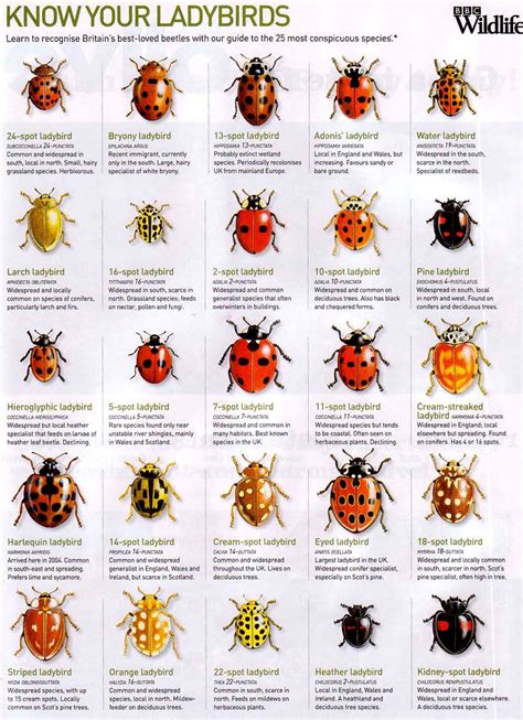 Image result for ladybird varieties | Ladybird, Insects, Bugs and insects