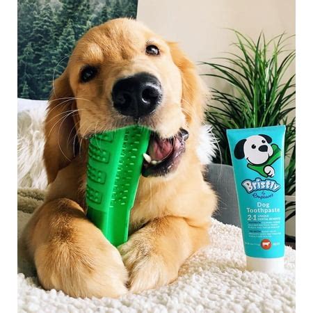 Dog Toothbrush Toy With Toothpaste | Wow Blog