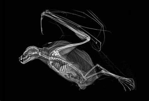 Spooky X-Rays Reveal the Bone Structures of Oregon Zoo Residents — Colossal