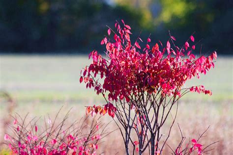 When to Prune a Burning Bush Shrub | eHow | Burning bush shrub, Burning ...