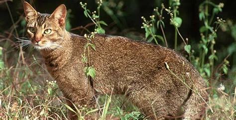 African Wild Cat - Africa Mammal Guide