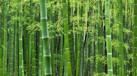 HD Bamboo Wallpapers Free Download