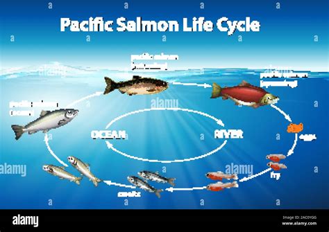 Life Cycle Of The Pacific Salmon – NBKomputer