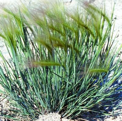 Foxtail Barley and Fall Weed Control | Farms.com