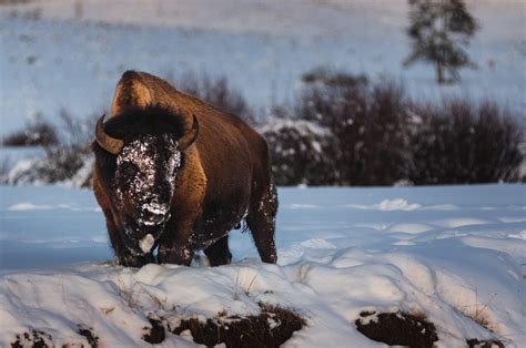 Winter Family Fun in West Yellowstone - Destination Yellowstone