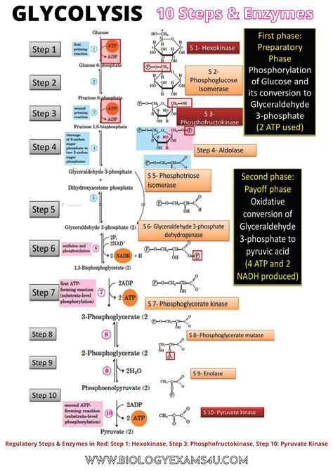 Glycolysis Poster with Steps and Enzymes