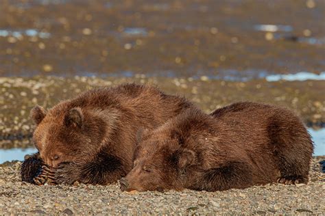 Grizzly cubs sleeping covering eyes Photograph by Hans Wolkers | Fine ...