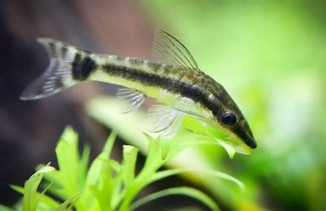 Otocinclus Care Sheet: Expert Guide To Healthy & Happy Otos