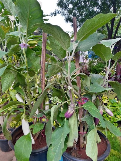 brinjal - Green Orchid Nursery & Garden Center