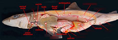 Bio II Dogfish shark internal anatomy Diagram | Quizlet