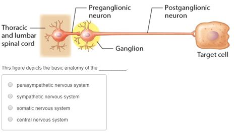 Ganglion Neuron