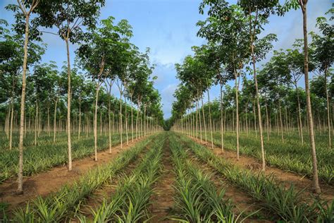 What Role Does Agroforestry Play in Sustainable Farming Practices?