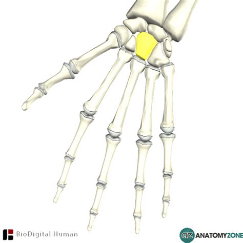 Capitate Bone - AnatomyZone