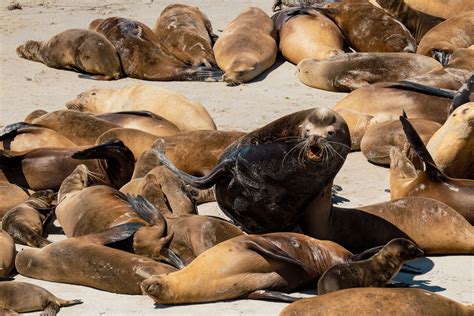 How to visit San Miguel Island, Channel Islands National Park - Los ...