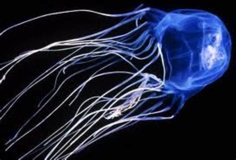 Box Jellyfish Information and Picture | Sea Animals