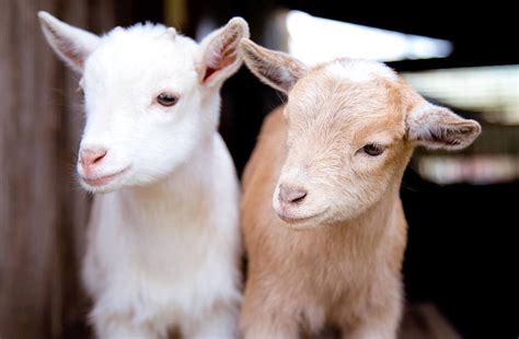 Baby Goats Are Coming to Reuben's Brews This Week | Seattle Met