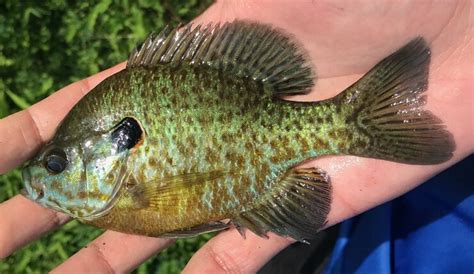 Fish Facts: Hybrid Sunfish - The Jump