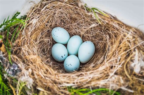 Photo Gallery of Wild Bird Nests and Eggs