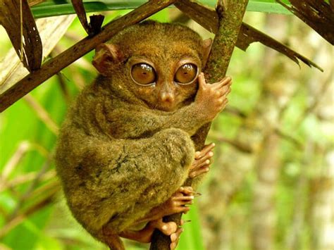 Bilar Bohol Tarsier Sanctuary: A Haven for Endangered Primates