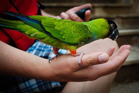 Feeding a parrot stock photo. Image of beak, feathers - 47278604