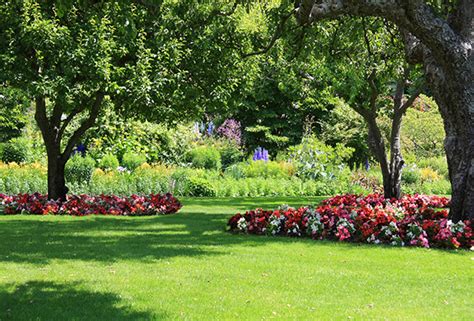 Best Summer Shade Trees for Landscaping a Chicagoland Yard