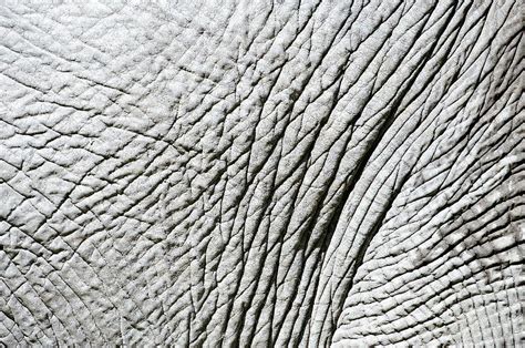 Elephant Skin Photograph by Dr P. Marazzi/science Photo Library - Fine ...