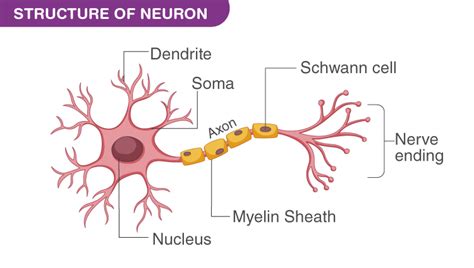 Motor Neuron: Diagram, Characteristics and Diseases