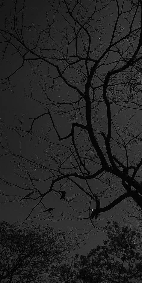 Tree Aesthetic Hd Wallpaper | Black wallpaper iphone dark, Dark phone ...