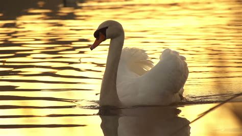 SLOW MOTION: Swan Swimming In A Lake Stock Footage Video 3590393 ...