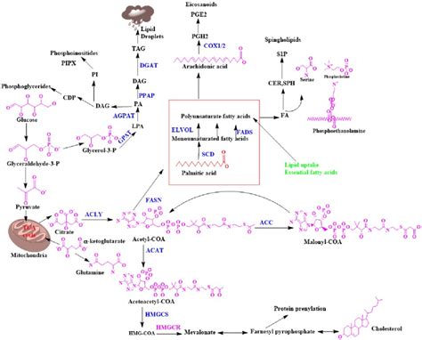 Biosynthesis of lipids in biological membranes. | Download Scientific ...