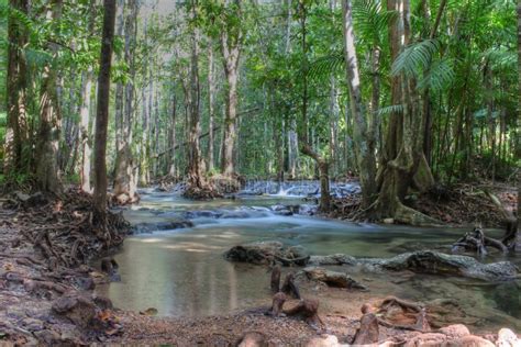 Tropical Forest, Thailand, Asia Stock Photo - Image: 30290286