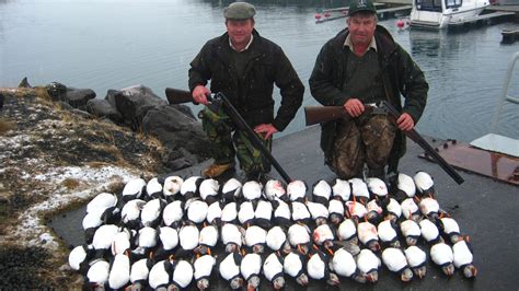 Puffin hunting – Hunting iceland