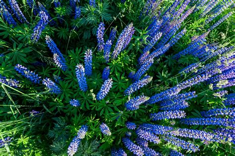 Native Blue Lupine: Plant Care & Growing Guide