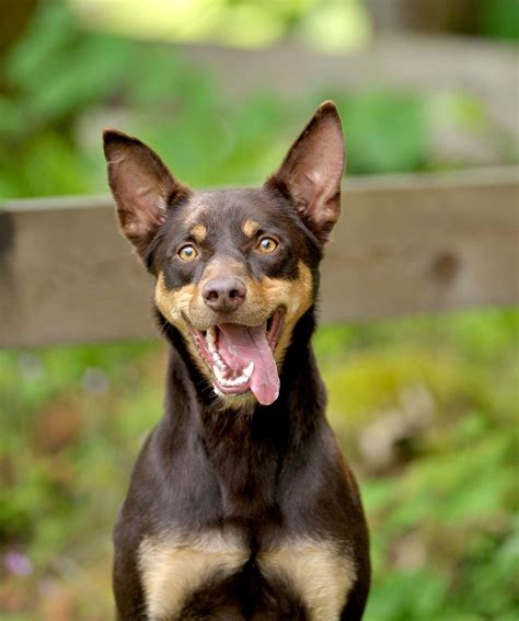 Australian Kelpie Dog Breed Information and Characteristics | Daily Paws