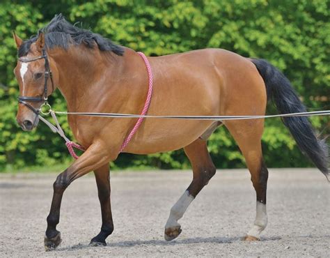 Le travail à la longe - Un cheval longé au trot | Horses, Lunging horse ...