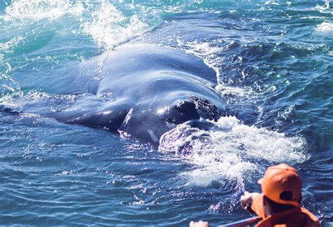 hermanus-whale-watching | Specialized Adventure