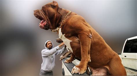 Biggest Dogs Ever Captured On Camera! - YouTube