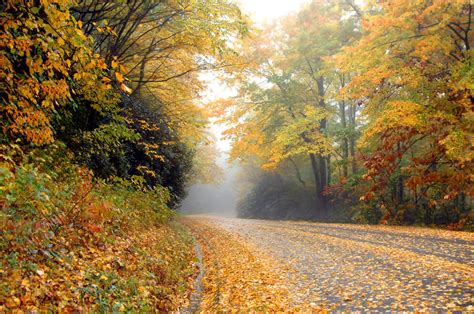 The 7 Best Places For Fall Foliage On The Blue Ridge Parkway